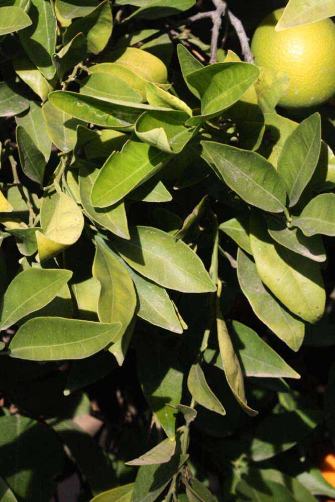            Sun leaves (Riverside, CA)   